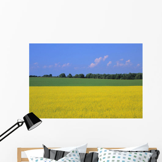 Canola Field, Bruce Township, Georgian Bay Ontario Wall Mural