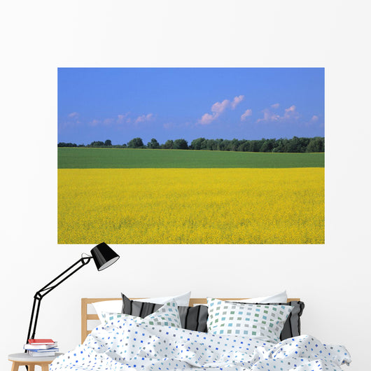 Canola Field, Bruce Township, Georgian Bay Ontario Wall Mural