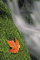 Mount Head Creek And Maple Leaf Wall Mural