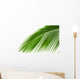 Leaves Palm Tree