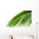 Leaves Palm Tree