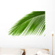 Leaves Palm Tree
