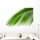 Leaves Palm Tree
