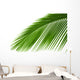 Leaves Palm Tree