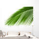 Leaves Palm Tree