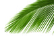 Leaves Palm Tree