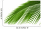 Leaves Palm Tree