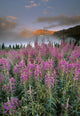 Mount Crowfoot At Bow Summit With Fireweed In Foreground Wall Mural