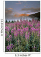 Mount Crowfoot At Bow Summit With Fireweed In Foreground Wall Mural