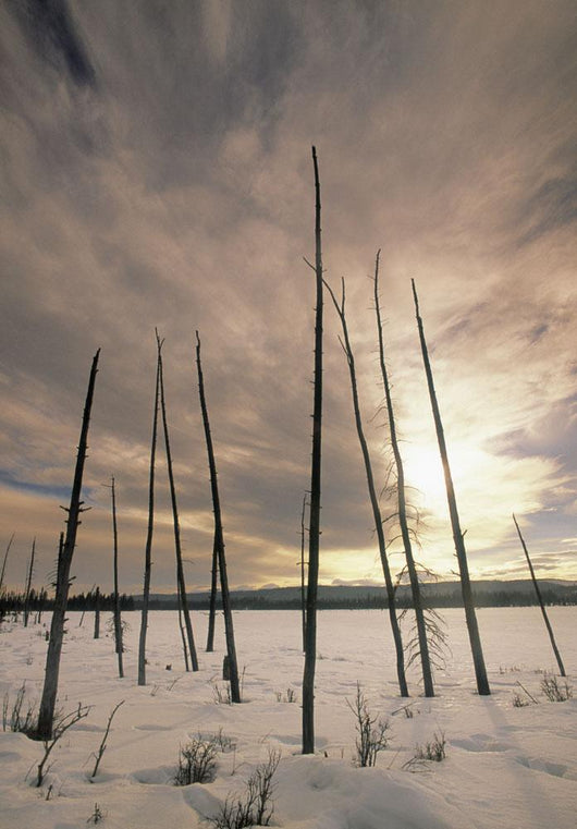 Burnt Pieces Of Black Spruce, Boggy Lake, Alberta Canada Wall Mural