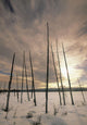 Burnt Pieces Of Black Spruce, Boggy Lake, Alberta Canada Wall Mural