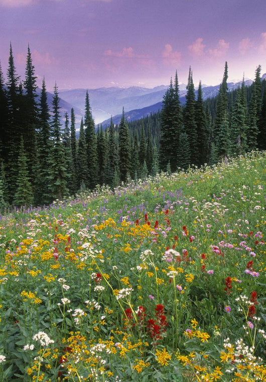 Alpine Wildflower Meadow Wall Mural