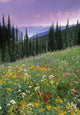 Alpine Wildflower Meadow Wall Mural