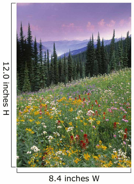 Alpine Wildflower Meadow Wall Mural