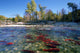 Spawning Sockeye Salmon, Adams River, British Columbia Wall Mural