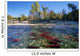 Spawning Sockeye Salmon, Adams River, British Columbia Wall Mural