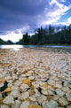 Cottonwood Leaves On Peace River, British Columbia Wall Mural