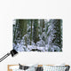 Winter, Cathedral Grove, British Columbia Wall Mural