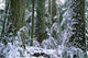 Winter, Cathedral Grove, British Columbia Wall Mural