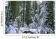 Winter, Cathedral Grove, British Columbia Wall Mural