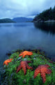 Starfish On Moss At Low Tide, Bligh Provincial Park, British Columbia Wall Mural