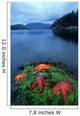 Starfish On Moss At Low Tide, Bligh Provincial Park, British Columbia Wall Mural