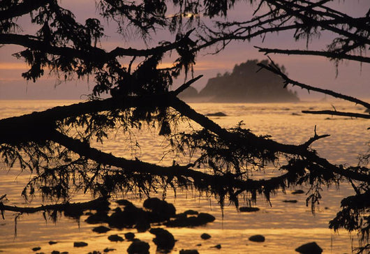 Sunset At Olympic National Park, Cape Alava, Washington State Wall Mural