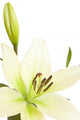 White Lily with Copy