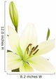 White Lily with Copy