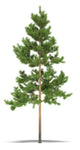 Pine Wall Decal