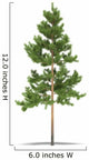 Pine Wall Decal