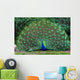 Peacock with Fanned Tail