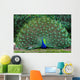 Peacock with Fanned Tail