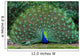 Peacock with Fanned Tail