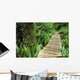Boardwalk Big Tree Trail In Temperate Rainforest Wall Mural