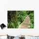 Boardwalk Big Tree Trail In Temperate Rainforest Wall Mural
