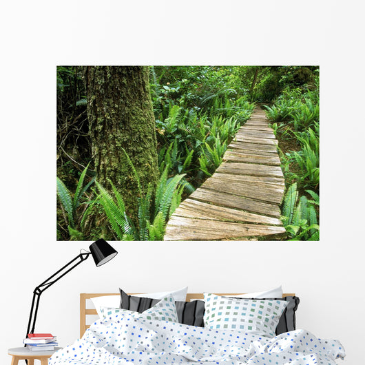 Boardwalk Big Tree Trail In Temperate Rainforest Wall Mural