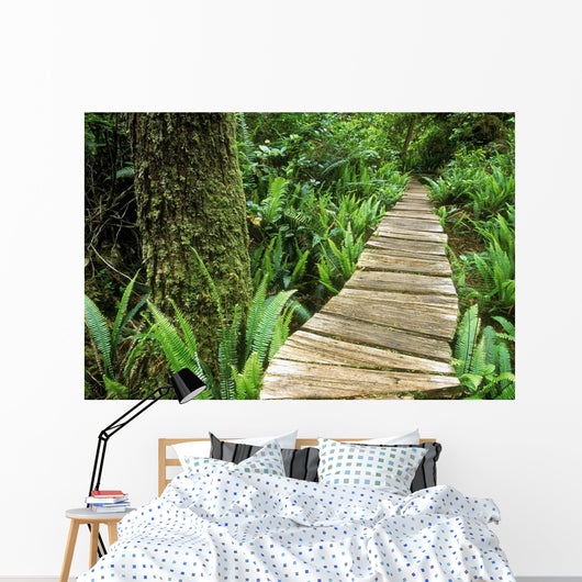 Boardwalk Big Tree Trail In Temperate Rainforest Wall Mural