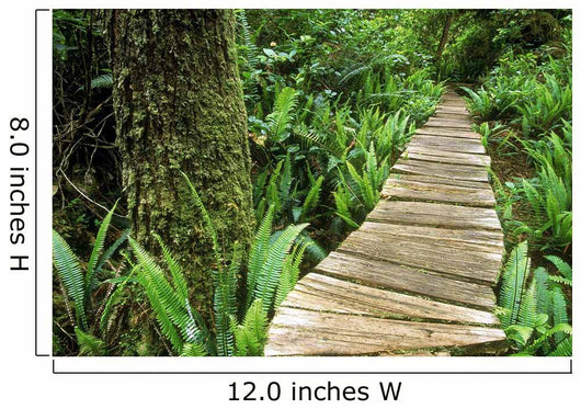 Boardwalk Big Tree Trail In Temperate Rainforest Wall Mural