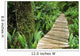 Boardwalk Big Tree Trail In Temperate Rainforest Wall Mural
