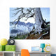 Dead Spruce In Old Forest Fire Wall Mural