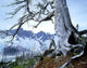 Dead Spruce In Old Forest Fire Wall Mural