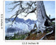 Dead Spruce In Old Forest Fire Wall Mural