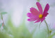 Flower In Garden, Alberta, Canada Wall Mural
