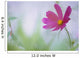Flower In Garden, Alberta, Canada Wall Mural
