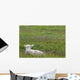 Lamb In Pasture, Alberta, Canada Wall Mural