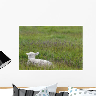 Lamb Pasture Alberta Canada Wall Mural shown on a wall