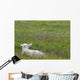 Lamb In Pasture, Alberta, Canada Wall Mural