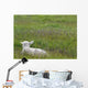 Lamb In Pasture, Alberta, Canada Wall Mural
