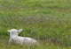 Lamb In Pasture, Alberta, Canada Wall Mural